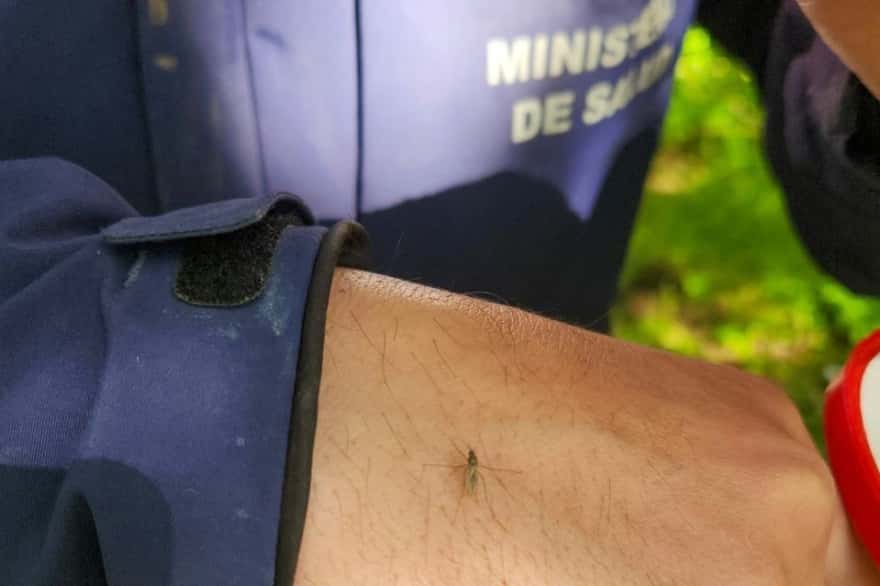 Confirman que los mosquitos autóctonos de Tierra del Fuego no son vectores del dengue