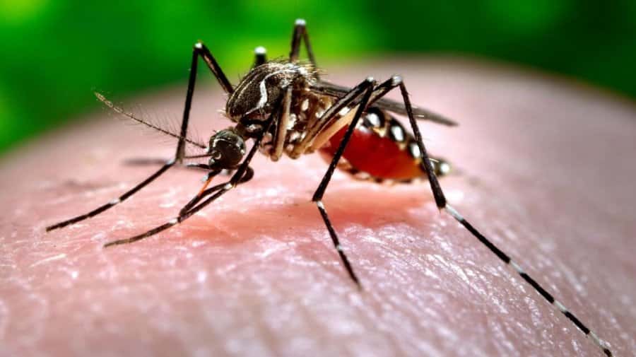 Ya son 16 los casos de dengue en Tierra del Fuego