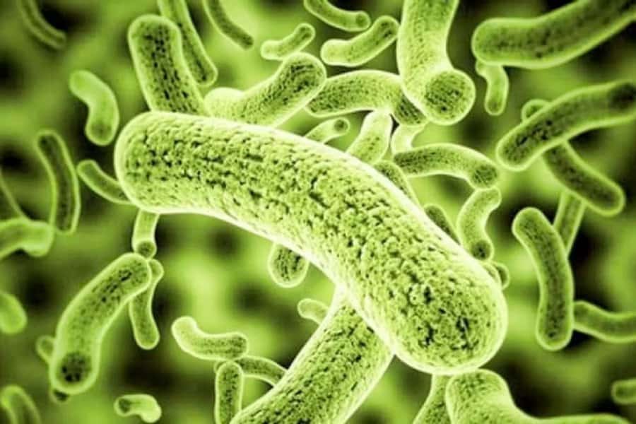 Investigan el entramado parasitológico de Tierra del Fuego