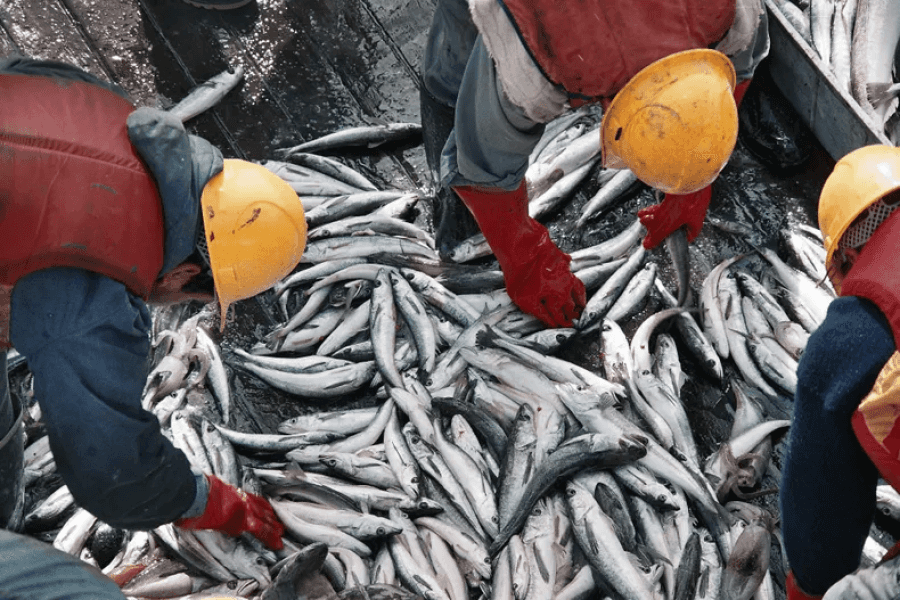 Pesca ilegal: piden la restricción del permiso a la firma Estremar S.A. por capturar 40 toneladas de merluza negra