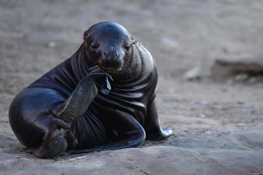 El SENASA recomendó "medidas preventivas" ante el avance de la gripe aviar en lobos marinosConfirmaron un caso positivo de gripe aviar en lobos marinos muertos en la costa de Rio GrandeGripe Aviar en lobos marinos muertos: recomiendan no acercase a la costa marina de Rio Grande