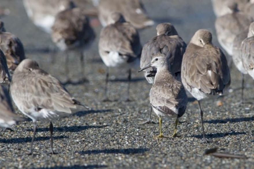 Lanzan una campaña de concientización sobre la Reserva Costa Atlántica en Río Grande