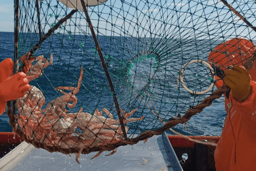 Investigadores y técnicos evaluarán la situación de la centolla en Santa Cruz y Tierra del Fuego