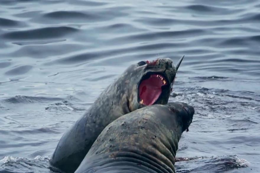 Yaganes, el Área Marina Protegida más reciente de Tierra del Fuego se puede conocer en YouTube