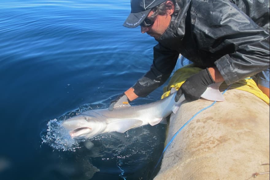 Proyecto Arrecife: conocer para cuidar los tiburones patagónicos