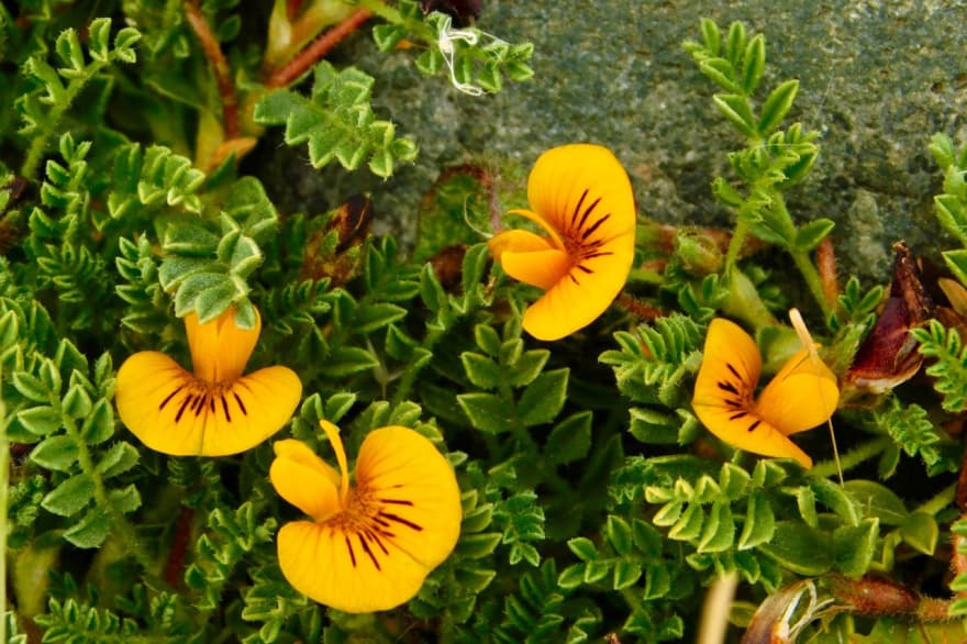 Lanzan concurso para crear la primera guía fueguina de flora nativa de las áreas naturales protegidas