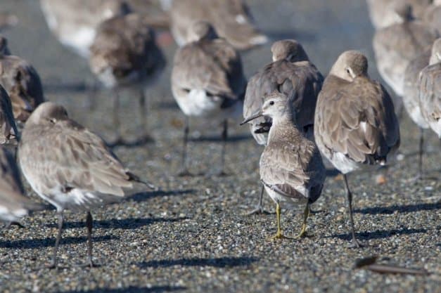 Febrero y marzo: meses cruciales para las aves playeras