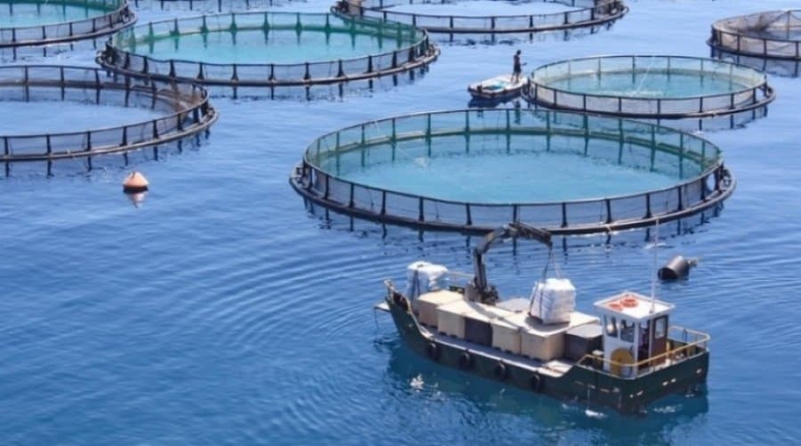 Salmones en piletones terrestres: un proyecto ecológico en Tierra del Fuego