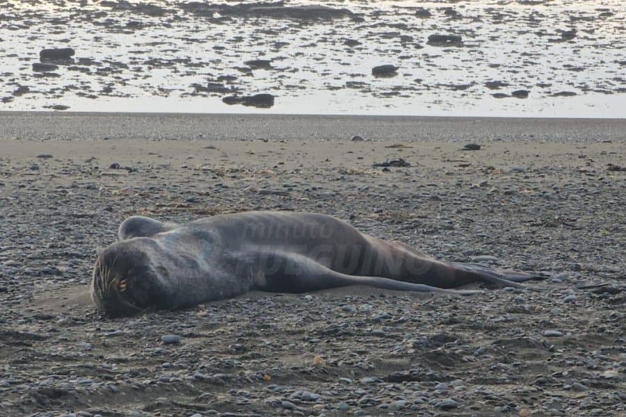 Autoridades sanitarias brindan recomendaciones por casos positivos de influenza aviar en mamíferos