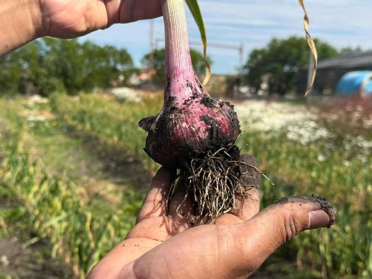 RGA Alimentos cosechó Ajos Violetas por primera vez en Tierra del Fuego