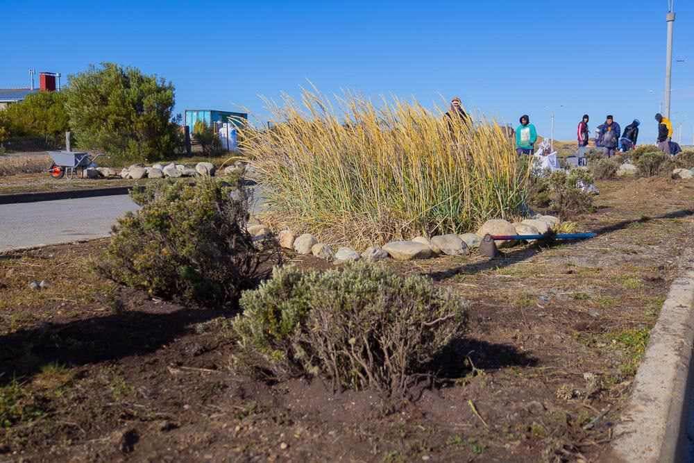 El Municipio incorpora flora nativa en los espacios verdes de la ciudad
