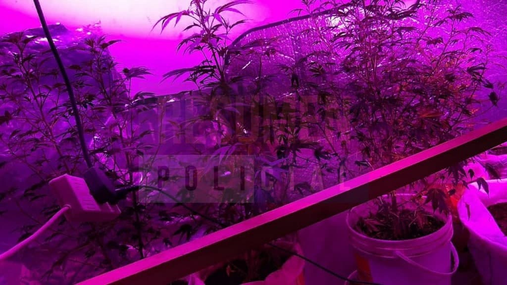 Allanaron por un robo y se encontraron con 134 plantas de marihuana