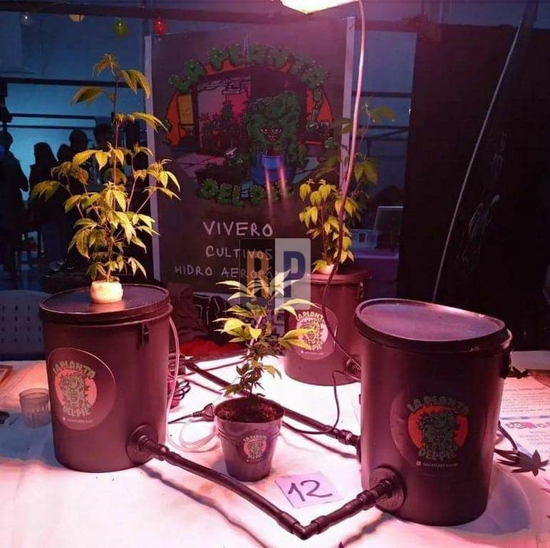 Allanaron un vivero de canabis habilitado por presunta comercialización de estupefacientes