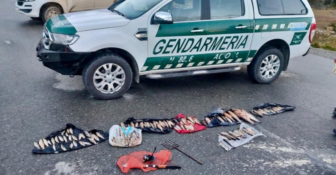 Personal de Gendarmería localizó un vehículo que transportaba ilegalmente truchas
