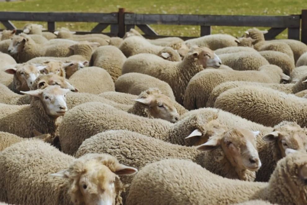 Subió el precio de la lana y reactivó las ventas en la Patagonia