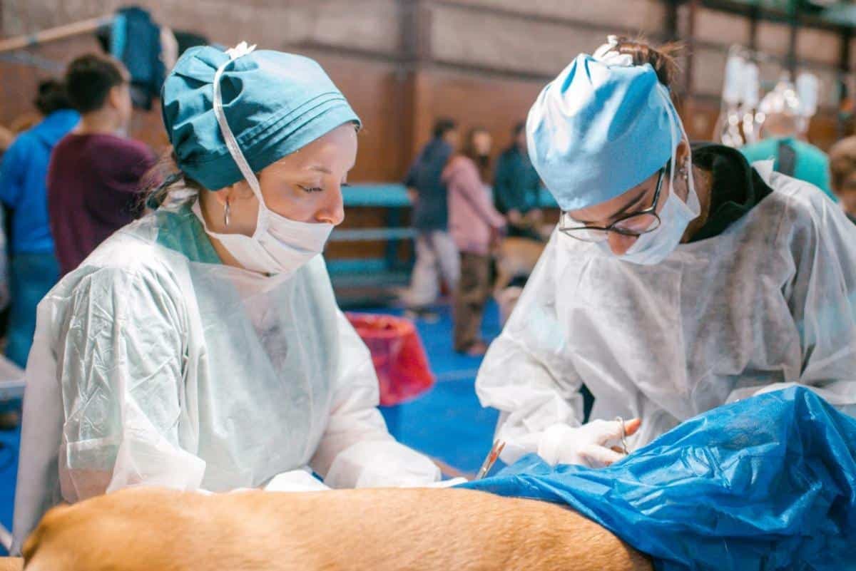 Castración gratuita de perros y gatos en Ushuaia