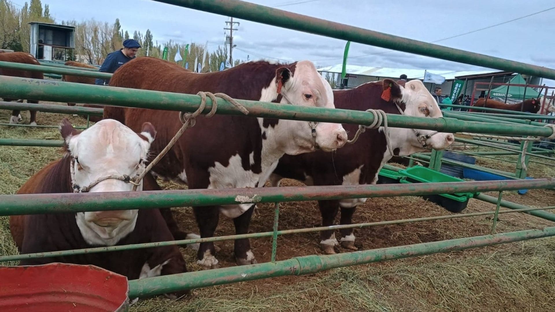 SENASA verificó la sanidad de bovinos que ingresaron a exposiciones rurales