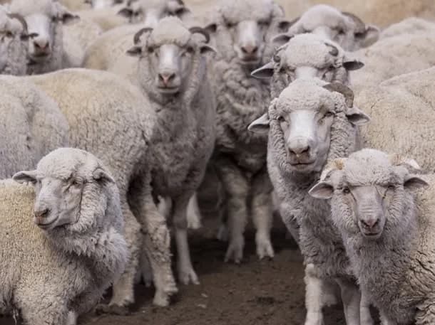 ¡Atención! SENASA declaró la alerta sanitaria en Chubut por sarna ovina