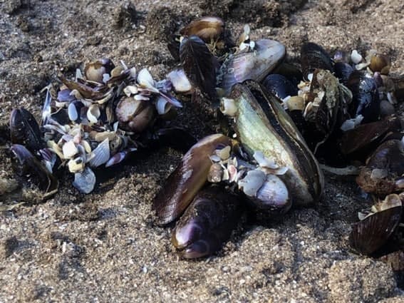 Senasa recordó las claves para prevenir intoxicaciones por marea roja