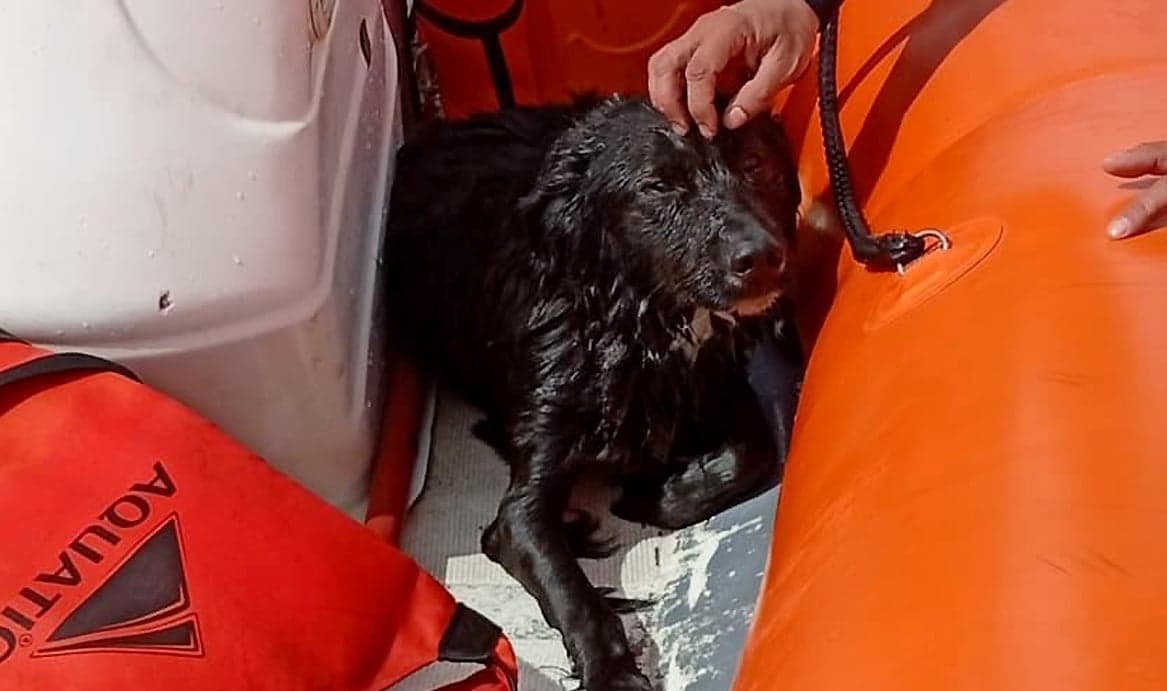 Prefectura Naval rescató a un perro atrapado por la marea en el río Grande