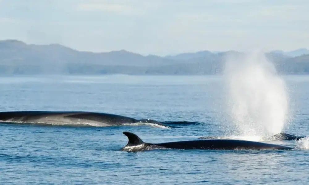 El Beagle volvió a llenarse de ballenas y le ofrece a Ushuaia una mirada distinta