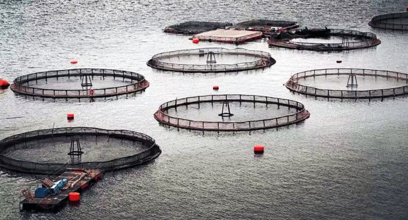 Consejo Provincial contra cambios en salmonicultura