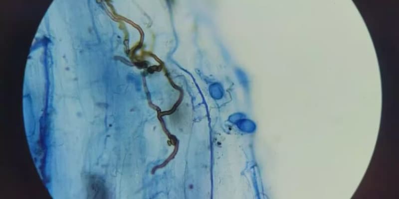 Microorganismos contra la Pilosela en Tierra del Fuego