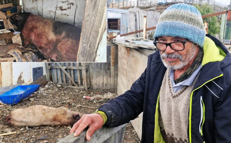 Otro productor sufrió ataque de perros en su chacra