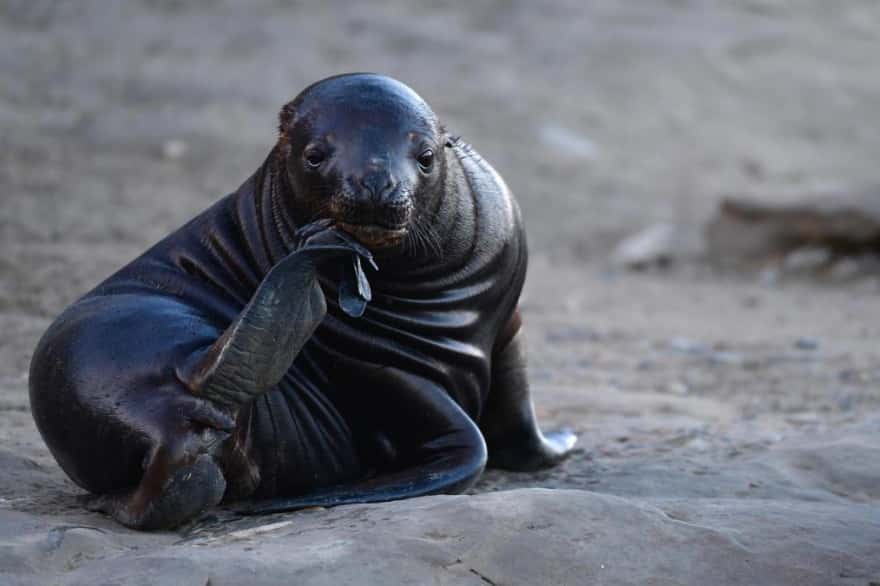 El SENASA recomendó "medidas preventivas" ante el avance de la gripe aviar en lobos marinosConfirmaron un caso positivo de gripe aviar en lobos marinos muertos en la costa de Rio GrandeGripe Aviar en lobos marinos muertos: recomiendan no acercase a la costa marina de Rio Grande