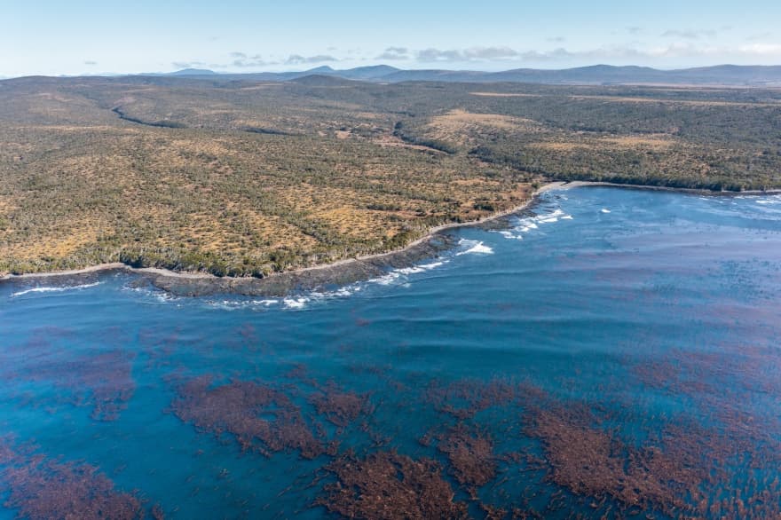 Argentina y Chile se unen en defensa de un ecosistema en peligro: el bosque de algas