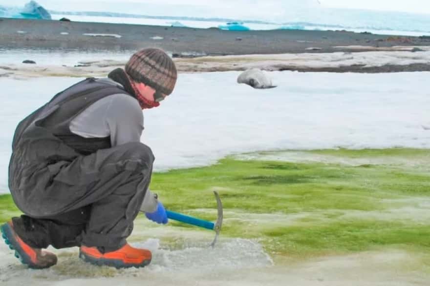 La Antártida se llena de flores: cómo es el sorprendente efecto de la ola de calor récord