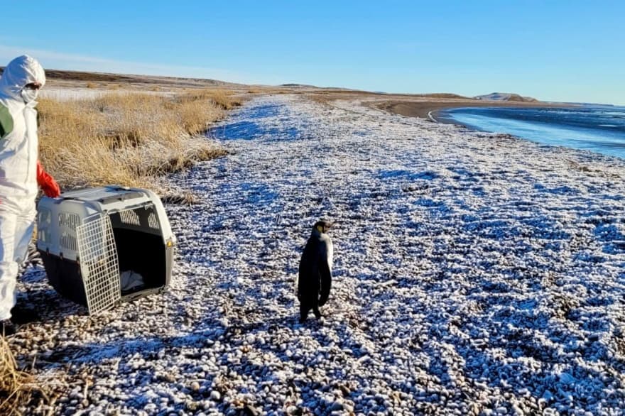 El pingüino rey que se viralizó en redes sociales deambulando en Río Grande pudo ser trasladado para su conservación