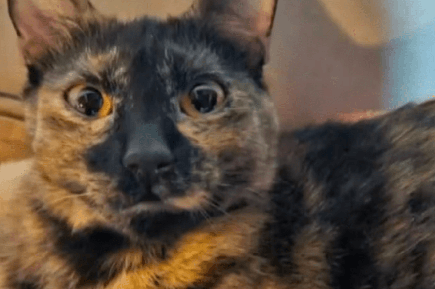 Lila la gatita de Ushuaia lleva quince días perdida en Aeroparque y su dueña va a buscarla todos los días