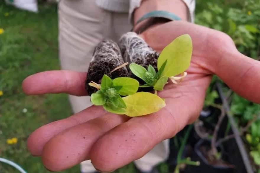 ‘Siembra tardía’, la propuesta del INTA para mejorar la agricultura en Tierra de Fuego