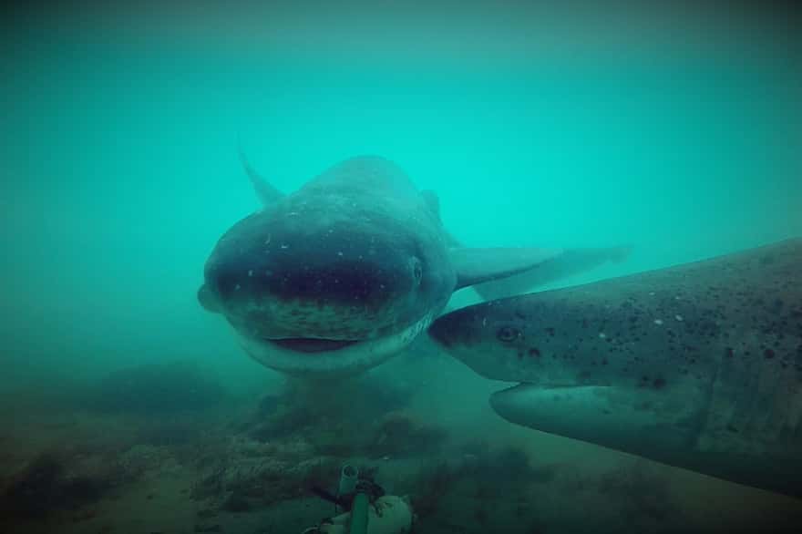 Los tiburones en Tierra del Fuego desempeñan un actor clave para el ecosistema marino