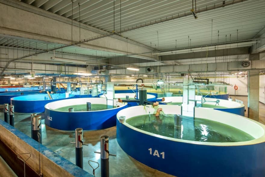 Sin jaulas en el mar: el municipio patagónico que empuja un ambicioso proyecto de salmón