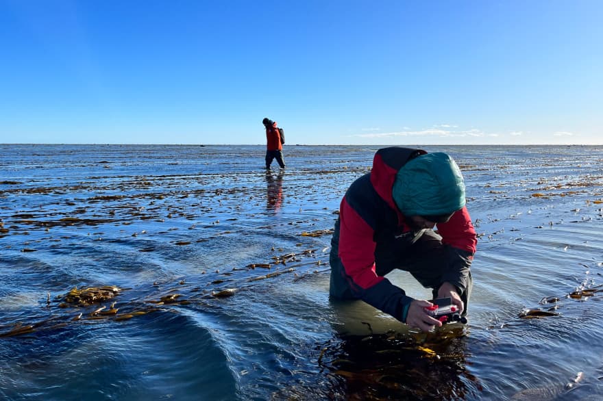 Bosques fantasmas: qué son y por qué son clave para la diversidad marina de Tierra del Fuego