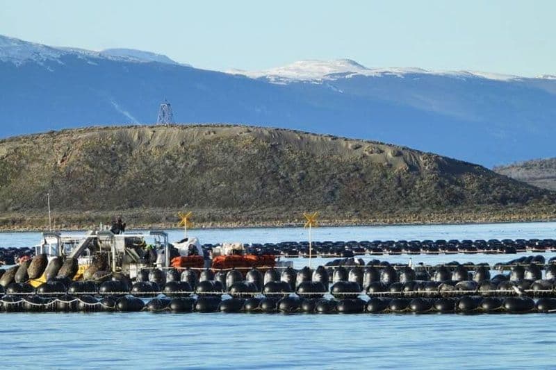 Carcamo: “Newsan está perjudicando a los pescadores artesanales”