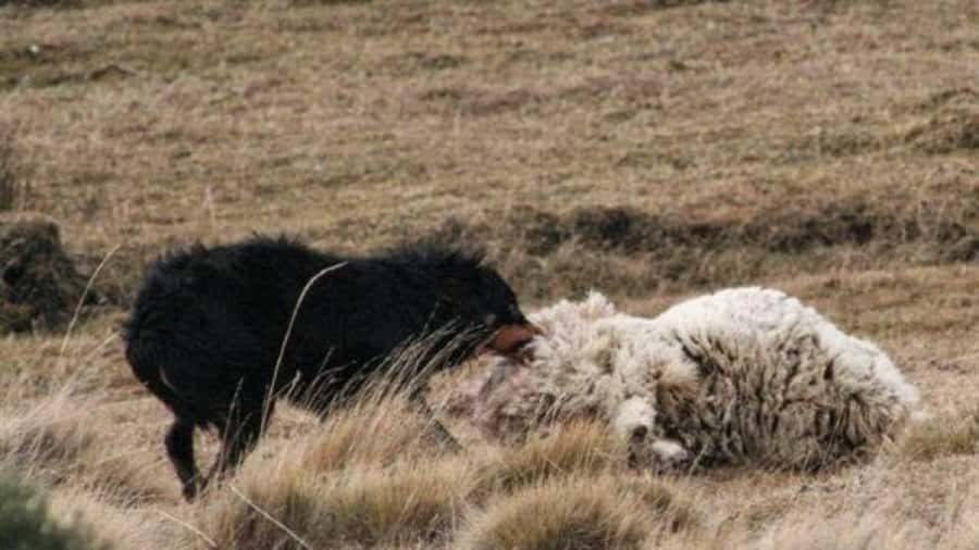Perros asilvestrados: "atacan a los vacunos, atacan a la fauna silvestre y también a los caballos"