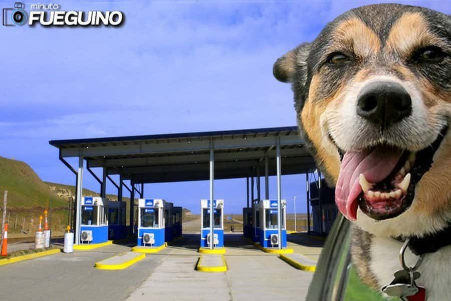 Cómo tramitar online el certificado para viajar con mascotas desde Tierra del Fuego