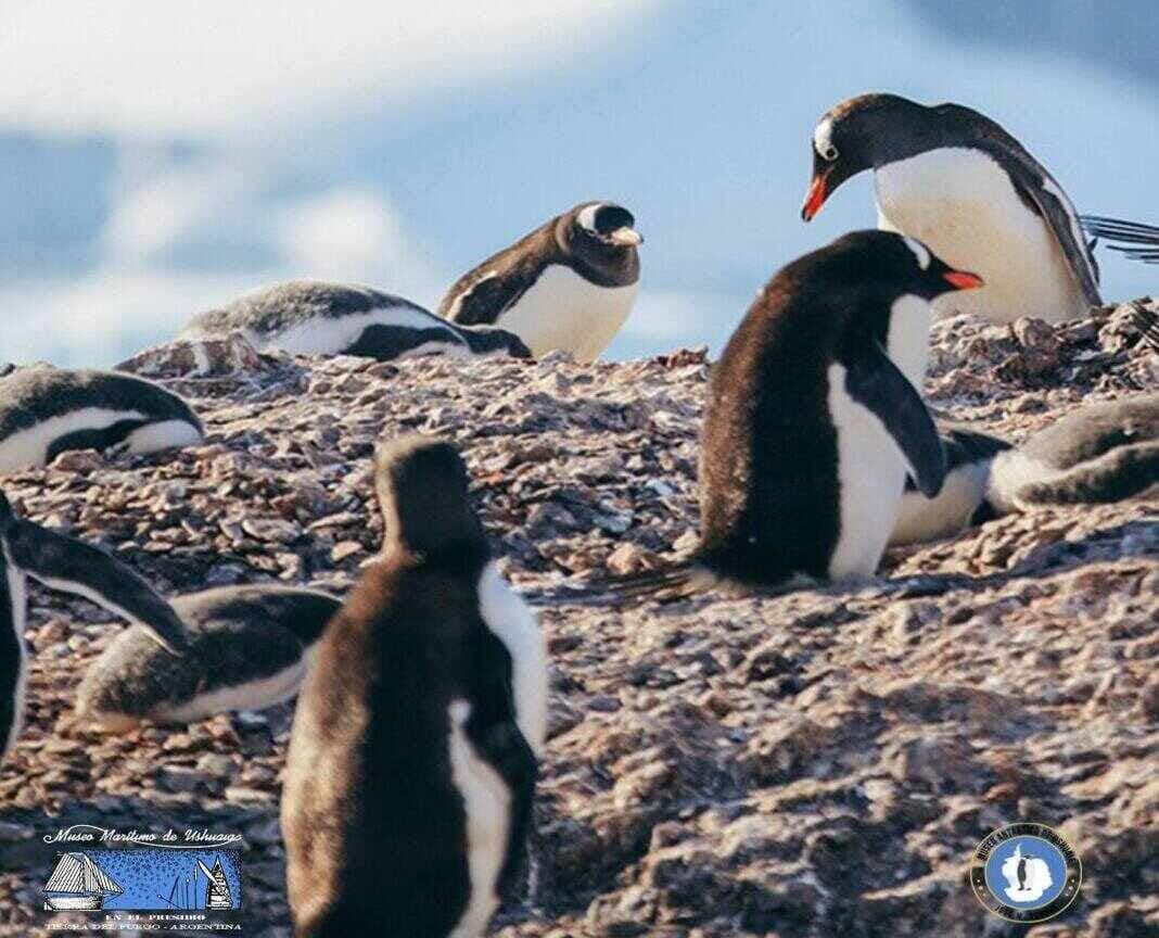 El Museo Marítimo y del Presidio de Ushuaia invitan a las actividades del "Día del Antártida Argentina"