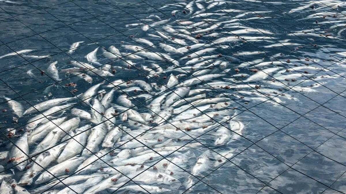 Alerta en la Patagonia: casi 918 toneladas de salmones en centros de cultivo de Magallanes, Chile