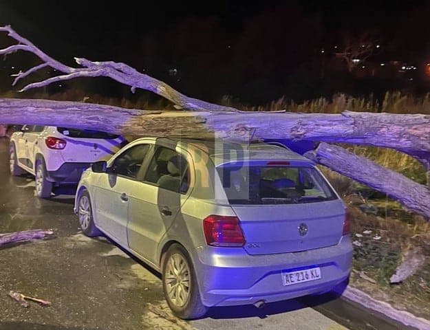 Un árbol cayó sobre dos vehículos ante las fuertes ráfagas de viento en Ushuaia