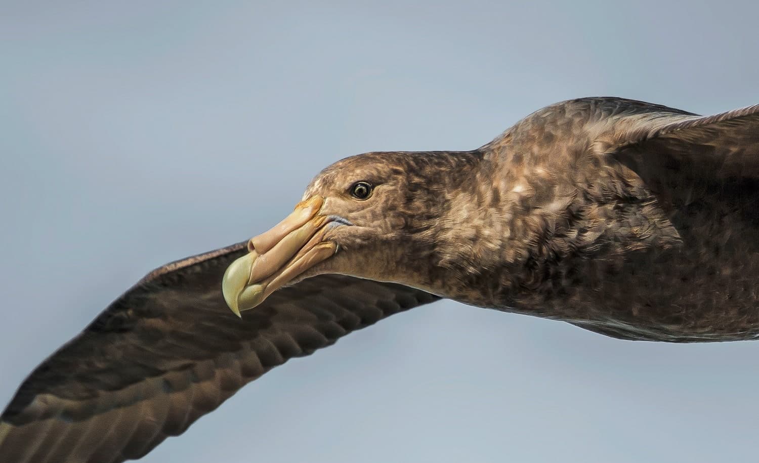 Es una de las aves marinas más grandes y fascinantes, fue declarada Monumento Natural y se puede ver en la costa de Chubut
