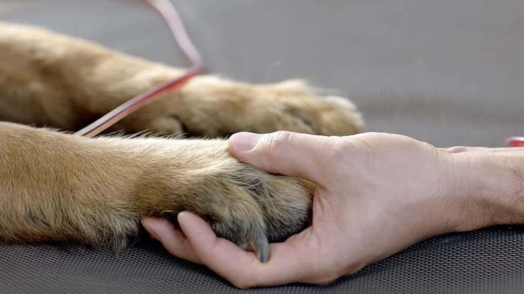 Un perrito, Felipe, necesita un donante de sangre