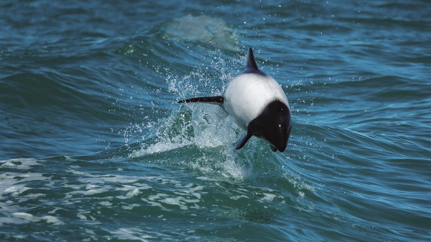Es uno de los delfines más pequeños del mundo y ofrece un espectáculo único en las costas de Chubut