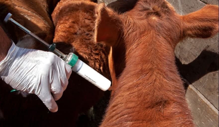 Patagonia: Cuestionan cambios en la vacunación contra la aftosa