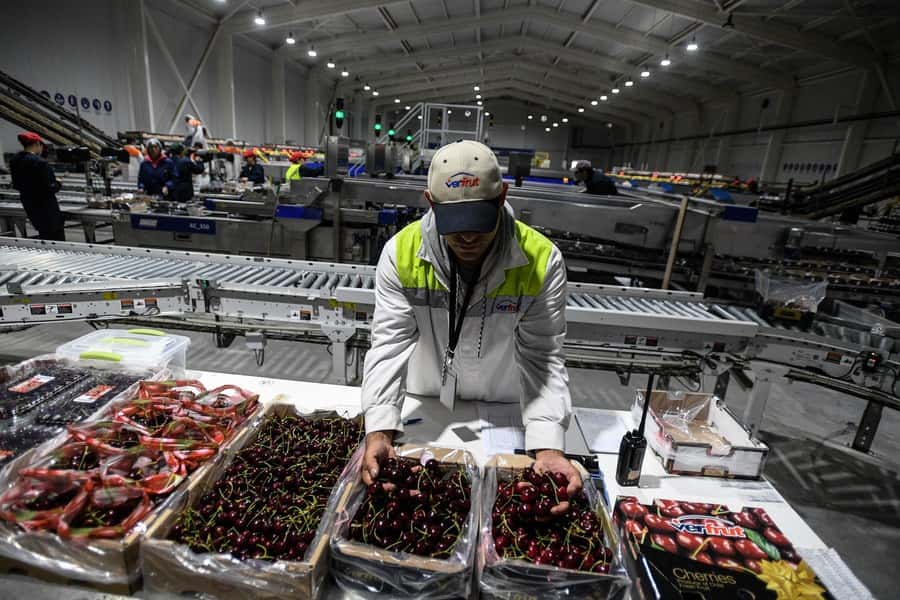 Chile destaca entrada en vigor de acuerdo que facilita exportación de fruta fresca a China